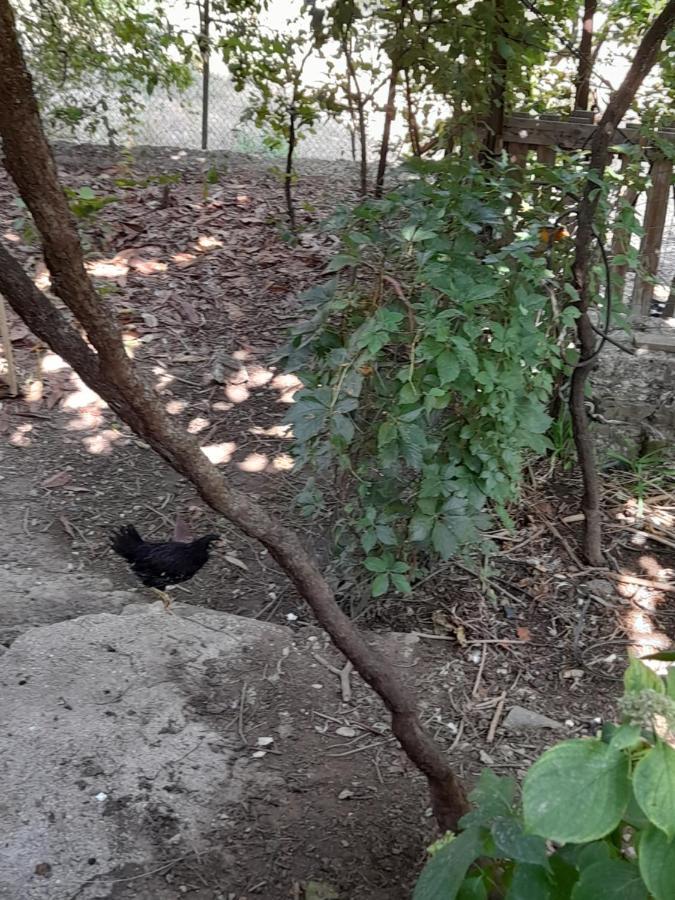 Camping Late Αργυρόκαστρο Εξωτερικό φωτογραφία
