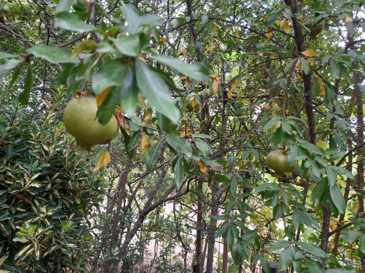 Camping Late Ξενοδοχείο Αργυρόκαστρο Εξωτερικό φωτογραφία